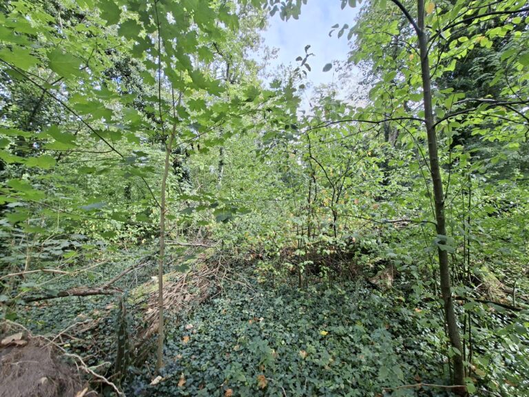 Günzburg ist geprägt von vielfältigen Grün- und Naturräumen. Im Zuge der Landesgartenschau werden diese weiterentwickelt. Dafür sind ab Oktober 2026 auch Fäll- und Pflegearbeiten notwendig, denen umfangreiche Neupflanzungen und Maßnahmen für den Natur- und Artenschutz gegenüberstehen. Foto: Kevin Rees/Stadt Günzburg